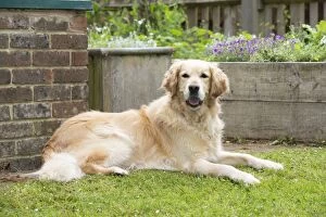 Images Dated 12th June 2013: DOG - Golden retriever lYing in the garden