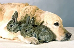Dog - Golden Retriever lying down with two small rabbits