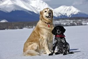 Images Dated 27th March 2007: Dog - Golden Retriever and Munsterlander puppy