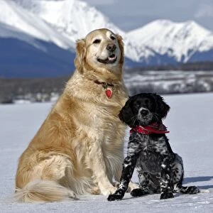 Dog - Golden Retriever and Munsterlander puppy