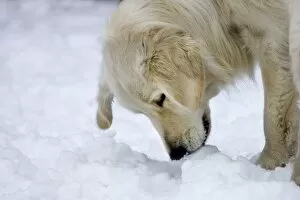 Dog - Golden Retriever - playing in snow
