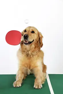 Holding Prints: DOG. Golden retriever playing table tennis