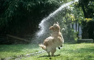 Spray Prints: Dog - Golden Retriever - playing with water from garden hose