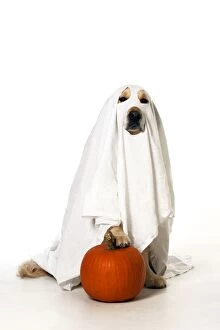 Images Dated 12th November 2013: DOG - Golden Retriever with pumpkin - wearing sheet - sittin