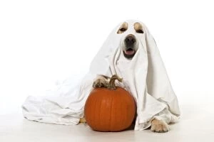 Images Dated 12th November 2013: DOG - Golden Retriever with pumpkin - wearing sheet - laying