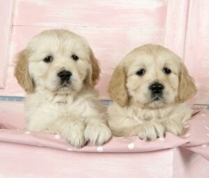 Dog. Golden Retriever puppies (6 weeks) sitting in pink box