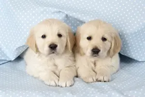 Dog. Golden Retriever puppies (6 weeks) lying down