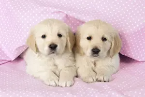 Blanket Prints: Dog. Golden Retriever puppies (6 weeks) lying down Digital Maipulation: pink background