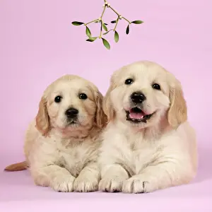 Dog. Golden Retriever puppies (6 weeks) lying down together under mistletoe