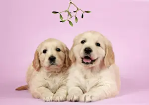 Dog. Golden Retriever puppies (6 weeks) lying down together under mistletoe Digital Manipulation: Mistletoe (Usher)