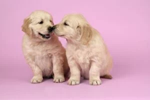 Dog. Golden Retriever puppies (6 weeks old) sitting down together