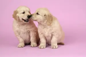 Retiever Prints: Dog. Golden Retriever puppies (6 weeks old) sitting down together