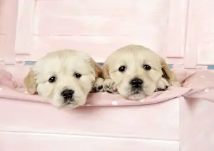Dog. Golden Retriever puppies (6 weeks) sitting in pink box