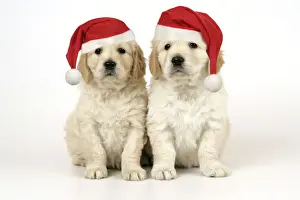 Hats Prints: Dog. Golden Retriever puppies (6 weeks) sitting down together wearing Christmas hats