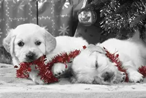 Dog - Golden Retriever puppies under Chirstmas tree