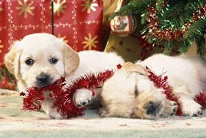 Golden Retriever Dog - amongst presents