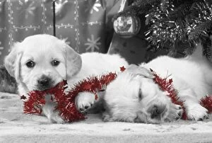 Dog - Golden Retriever puppies under Christmas tree
