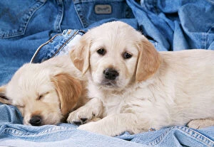 DOG - two Golden Retriever puppies on denim jeans
