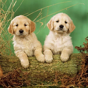 DOG - Golden Retriever puppies, on hind legs, with front paws on log