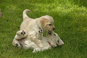 Dog - Golden Retriever puppies playing