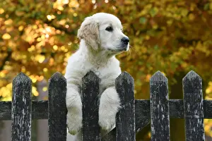DOG. Golden Retriever puppy ( 12 weeks old ) looking over an old gate, paws over, autumn time