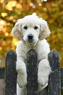 DOG. Golden Retriever puppy ( 12 weeks old ) looking over an old gate, paws over, autumn time