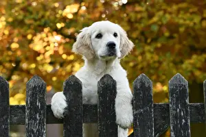 DOG. Golden Retriever puppy ( 12 weeks old ) looking over an old gate, paws over, autumn time
