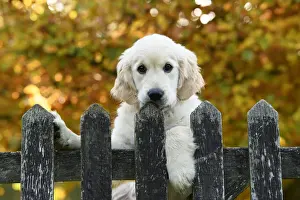 DOG. Golden Retriever puppy ( 12 weeks old ) looking over an old gate, paws over, autumn time
