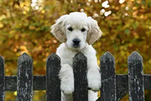 DOG. Golden Retriever puppy ( 12 weeks old ) looking over an old gate, paws over, autumn time