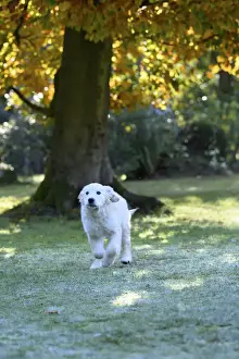 DOG. Golden Retriever puppy ( 12 weeks old ) running in a garden, autumn time