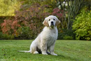 12 Weeks Old Prints: DOG. Golden Retriever puppy ( 12 weeks old ) sitting in a garden, autumn time