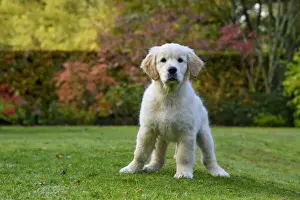 DOG. Golden Retriever puppy ( 12 weeks old ) sitting in a garden, autumn time