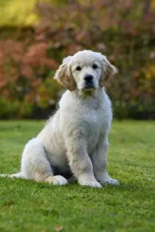 DOG. Golden Retriever puppy ( 12 weeks old ) sitting in a garden, autumn time