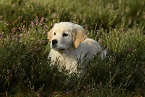 DOG. Golden Retriever puppy ( 12 weeks old ) sitting in heather, autumn time