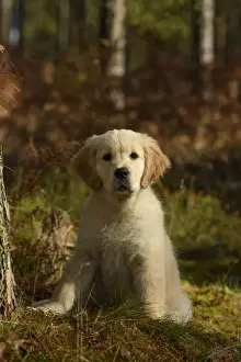 DOG. Golden Retriever puppy ( 12 weeks old ) sitting in pine forest, autumn time