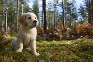 DOG. Golden Retriever puppy ( 12 weeks old ) sitting in pine forest, autumn time