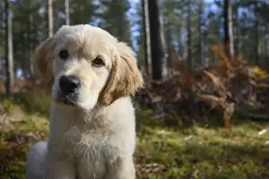 DOG. Golden Retriever puppy ( 12 weeks old ) sitting in pine forest, autumn time