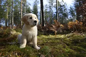 DOG. Golden Retriever puppy ( 12 weeks old ) sitting in pine forest, autumn time