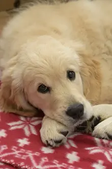 DOG. Golden Retriever puppy ( 12 weeks old ) sleepy, laying on a red rug eyes looking up