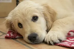 DOG. Golden Retriever puppy ( 12 weeks old ) sleepy, laying on a red rug eyes looking up