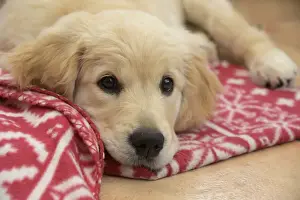 DOG. Golden Retriever puppy ( 12 weeks old ) sleepy, laying on a red rug eyes looking up