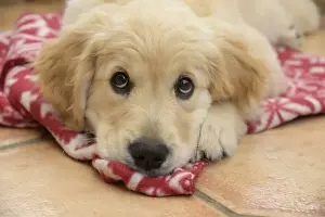 DOG. Golden Retriever puppy ( 12 weeks old ) sleepy, laying on a red rug eyes looking up