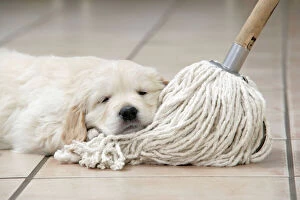 Images Dated 9th March 2008: Dog. Golden Retriever puppy (6 weeks) laying head on kitchen mop