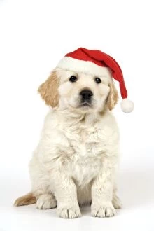 Dog. Golden Retriever puppy (6 weeks) sitting down wearing Christmas hat
