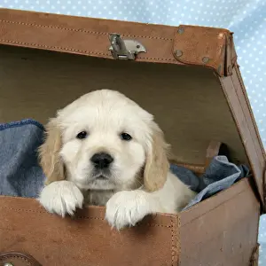 Dog. Golden Retriever puppy (6 weeks) in brown case