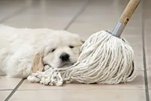 Retriever Prints: Dog. Golden Retriever puppy (6 weeks) laying head on kitchen mop