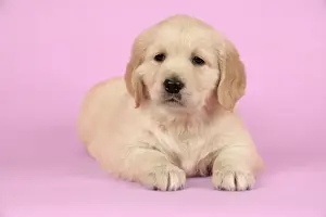 Dog. Golden Retriever puppy (6 weeks) lying down