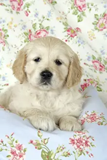 Dog. Golden Retriever puppy (6 weeks) lying on floral cloth