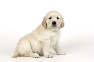 Dog. Golden Retriever puppy (6 weeks) sitting down