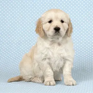Dog. Golden Retriever puppy (6 weeks) sitting down